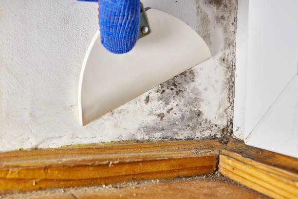 Best Commercial Mold Inspection  in Manitowoc, WI
